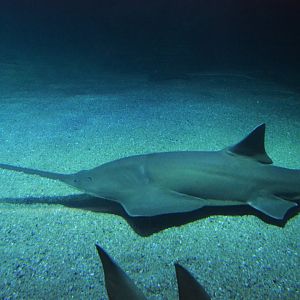 Largetooth sawfish (Pristis microdon)