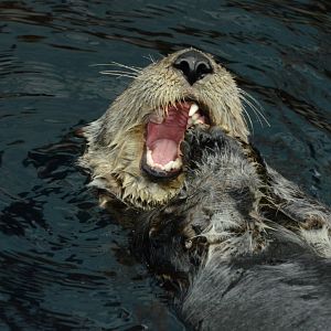 Northern sea otter (Enhydra lutris kenyoni)