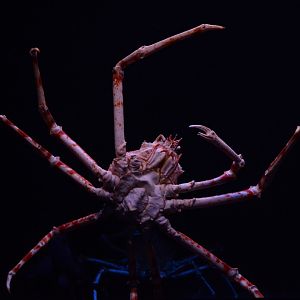 Japanese spider crab (Macrocheira kaempferi)