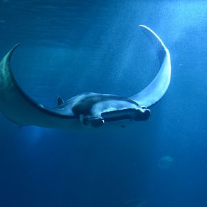 Giant devil fish (Mobula mobular)