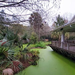 Jan. 2022 - Wild Florida - American Alligator Exhibit