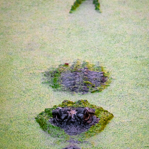 Jan. 2022 - Wild Florida - American Alligator