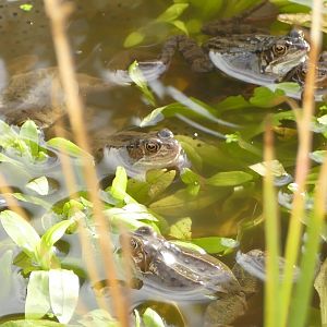 Spawning frogs, 2 February 2022