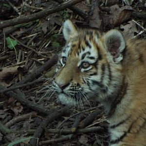 Amur Tiger Cub, Banham Zoo