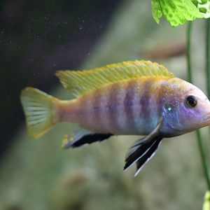 Cichlid ID