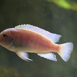 Cichlid ID