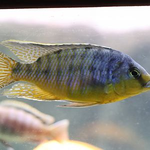 Cichlid ID