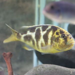 Nimbochromis ID