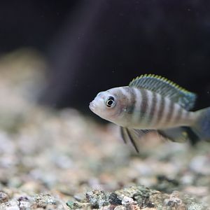 Cichlid ID