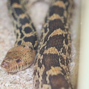 Pituophis catenifer ssp ID