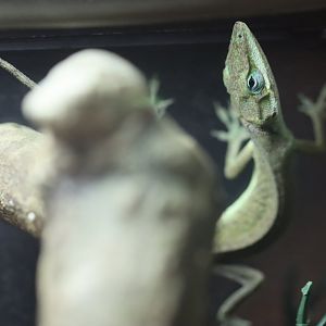 Anolis ID