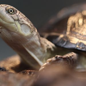 Pelomedusa or Pelusios ?