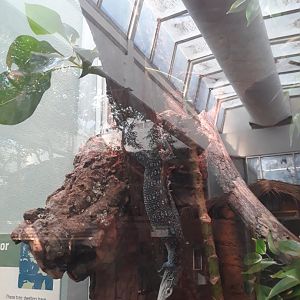 Blue-spotted tree monitor