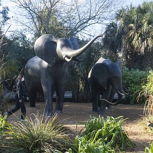 Jan. 2022 - Africa Loop - Savannah Blooms