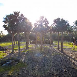 Jan. 2022 - Africa Loop - Giraffe Overlook