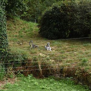 Ring-tailed lemur with a dry moat....