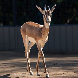 Soemmering’s Gazelle