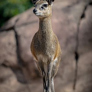 Klipspringer