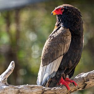Bateleur Eagle