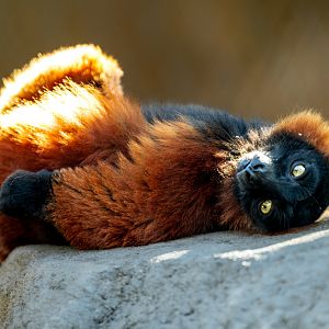 Red Ruffed Lemur