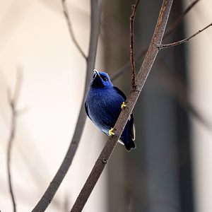 Purple Honeycreeper