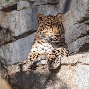 Amur Leopard