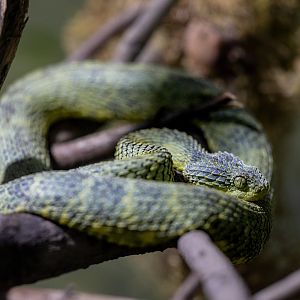 African Bush Viper