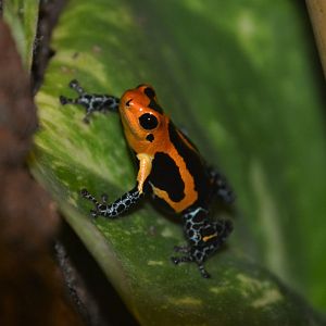 Mimic poison frog (Ranitomeya imitator 'Jeberos')