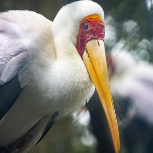 Jan. 2022 - Africa Loop - Yellow-billed Stork