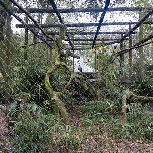 Jan. 2022 - Africa Loop - Four Species Aviary (Former Leopard)