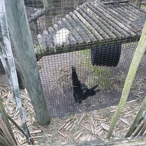 Jan. 2022 - Africa Loop - Siamang Exhibit (Former Colobus)