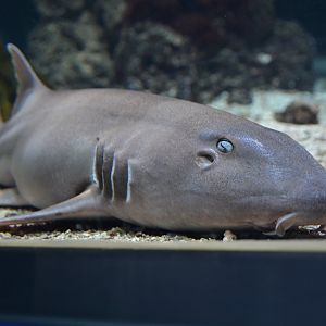 Brown-banded bamboo shark (Chiloscyllium punctatum)