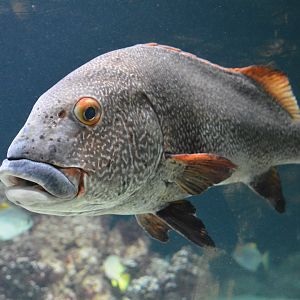 Two-striped sweetlips (Plectorhinchus albovittatus)