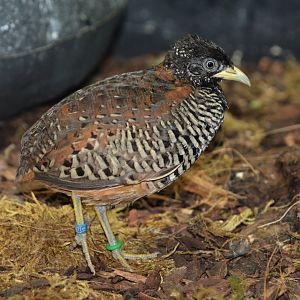Barred buttonquail (Turnix suscitator)