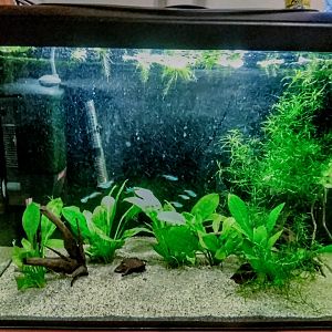 My 72 litre (circa 20 gal) South American fish tank