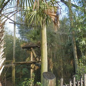 Jan. 2022 - Africa Loop - Siamang Exhibit (Former Colobus)