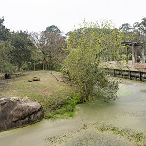 Jan. 2022 - Africa Loop - Lion + Elephant Exhibits