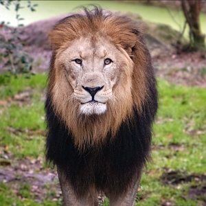 Jan. 2022 - Africa Loop - Lion (Catali)