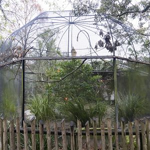 Jan. 2022 - Africa Loop - Starling + Others Aviary