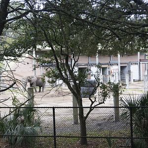 Jan. 2022 - Africa Loop - African Elephant Bull Exhibit