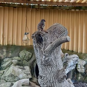 Meerkat