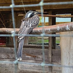 African Grey Hornbill