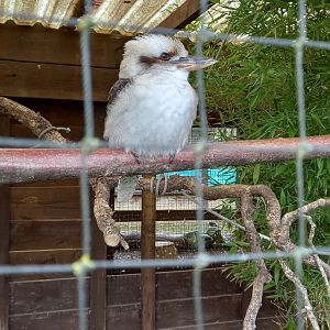 Laughing Kookaburra