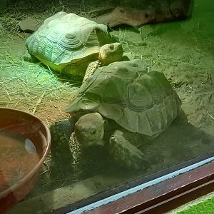 African Spurred Tortoises