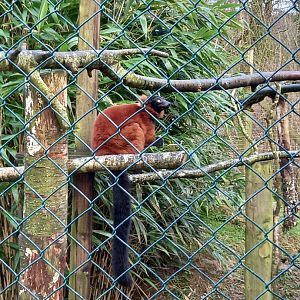 Red Ruffed Lemur