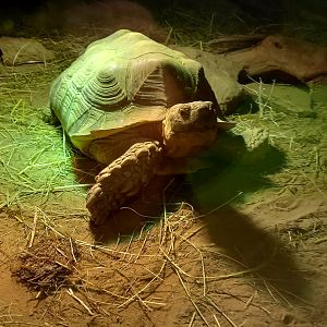 African Spurred Tortoise