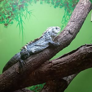 Utila Spiny-tailed Iguana
