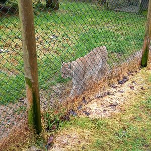 Eurasian Lynx