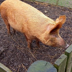Tamworth Pig