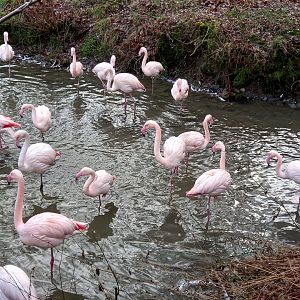 Flamingos
